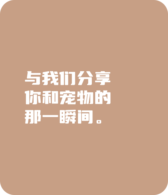 JJB竞技宝宠物，无处不在